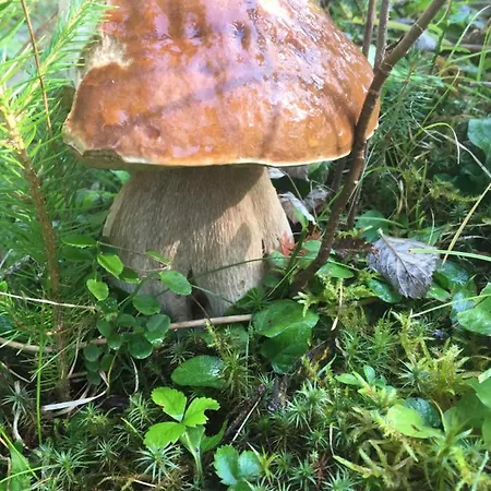 яблуневий сад Séjour chez l'habitant Yablunytsya