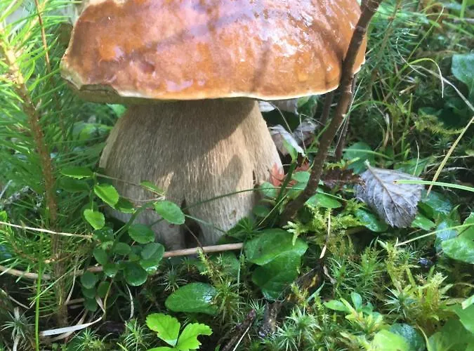 яблуневий сад Séjour chez l'habitant Yablunytsya